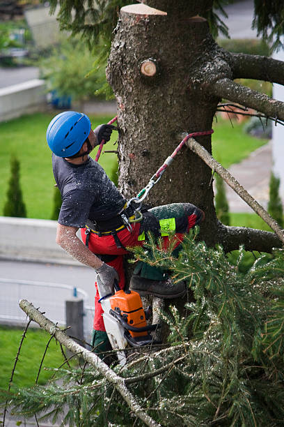 Best Hazardous Tree Removal  in USA